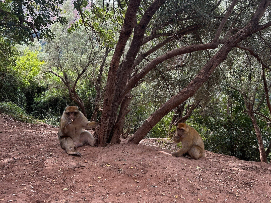 Morocco Tours Excursions景点图片