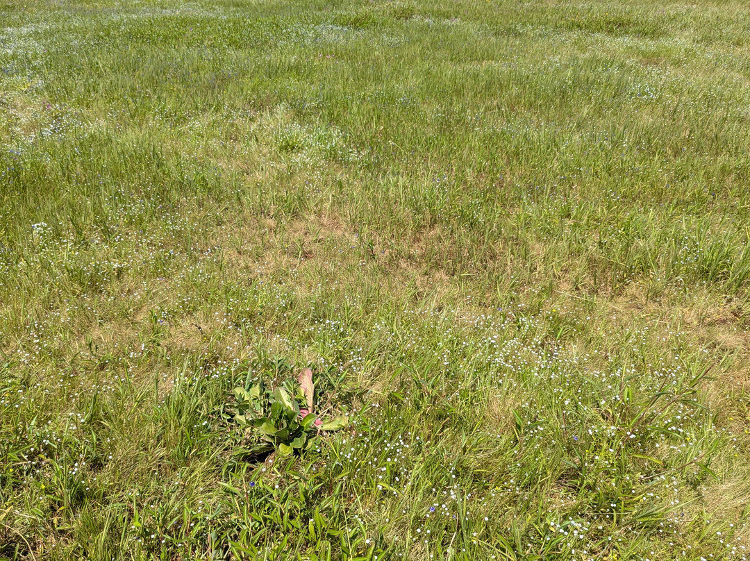 Manshas High-5 Resort主图