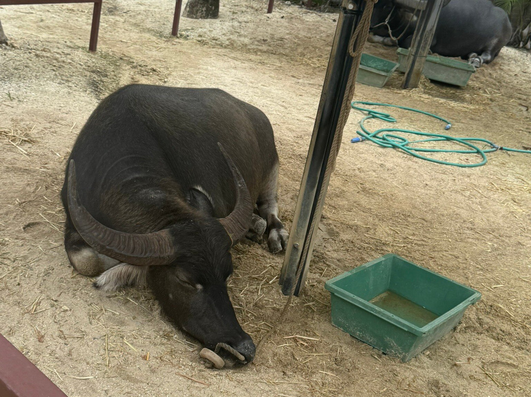 Water Buffalo Carriage Nitta Kanko-竹富町竹富岛必去景点