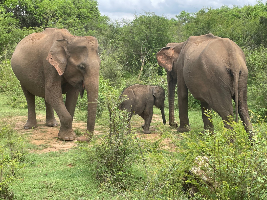 Titan X Travel & Tours-Elpitiya必去景点