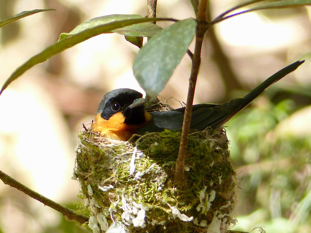 Eyes on Wildlife- 阿瑟顿必去景点