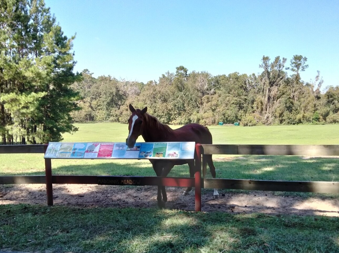 Retirement Home For Horses at Mill Creek Farm景点图片