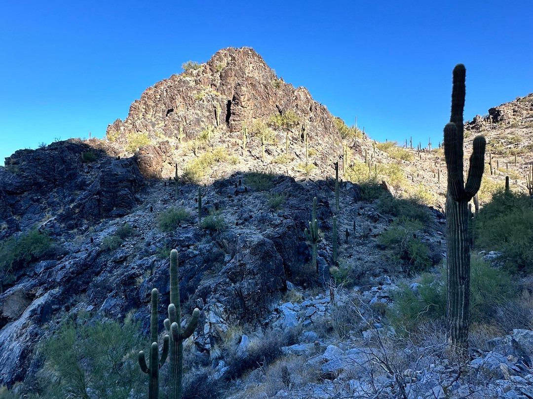 Wild Bunch Desert Guides Llc-斯科茨代尔必去景点
