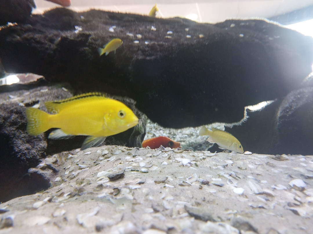 Aquario Municipal de Piracicaba-皮拉西卡巴必去景点