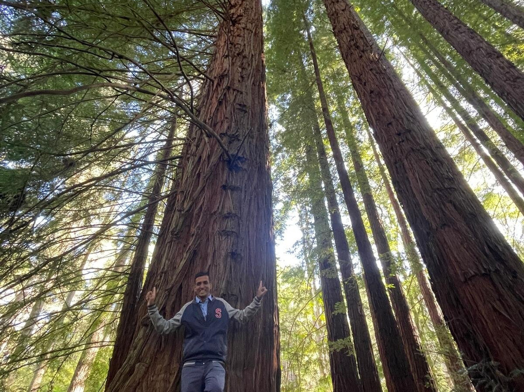 Redwood Forest-华伯登必去景点