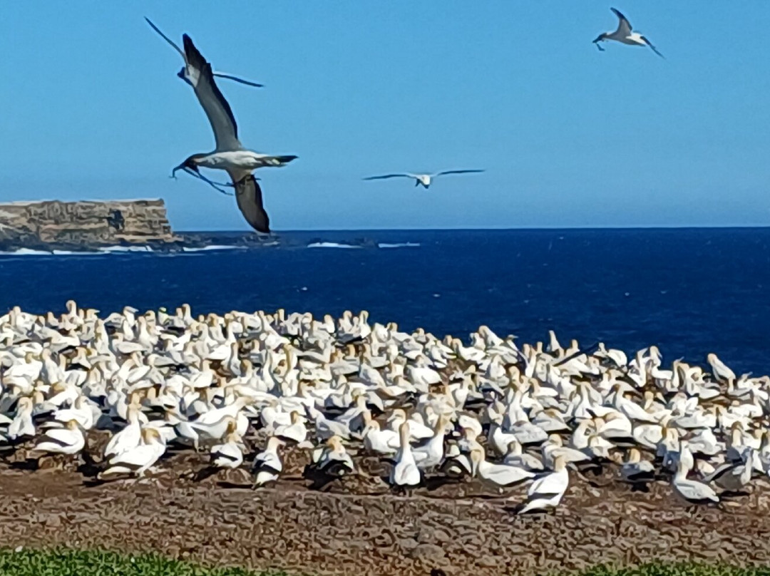 Point Danger Gannet Colony-波特兰必去景点