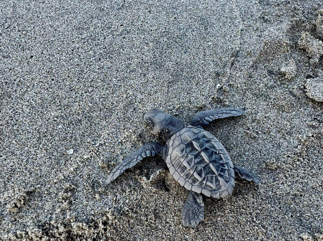 Nuevo Nayarit Beach-新瓦雅塔必去景点