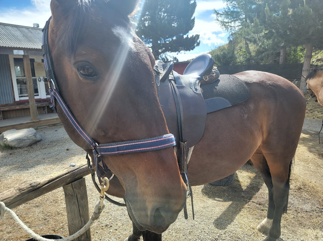 麦肯西高山骑马之旅－一日游-特卡波湖必去景点