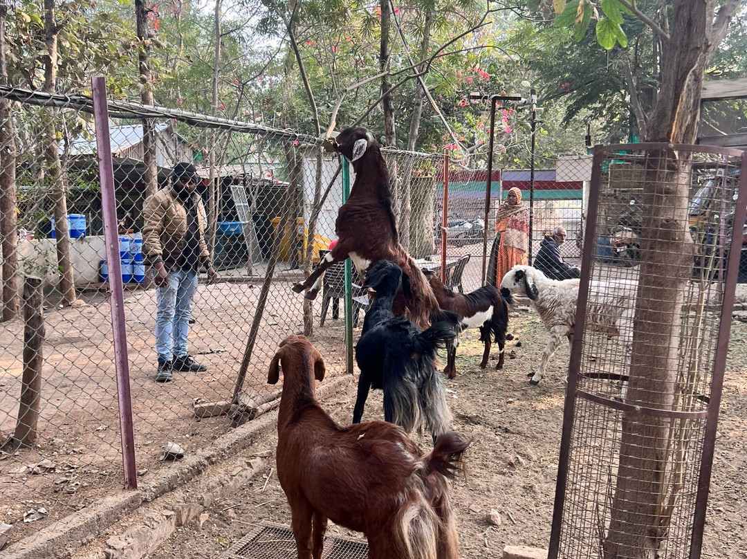 Animal Aid Unlimited景点图片