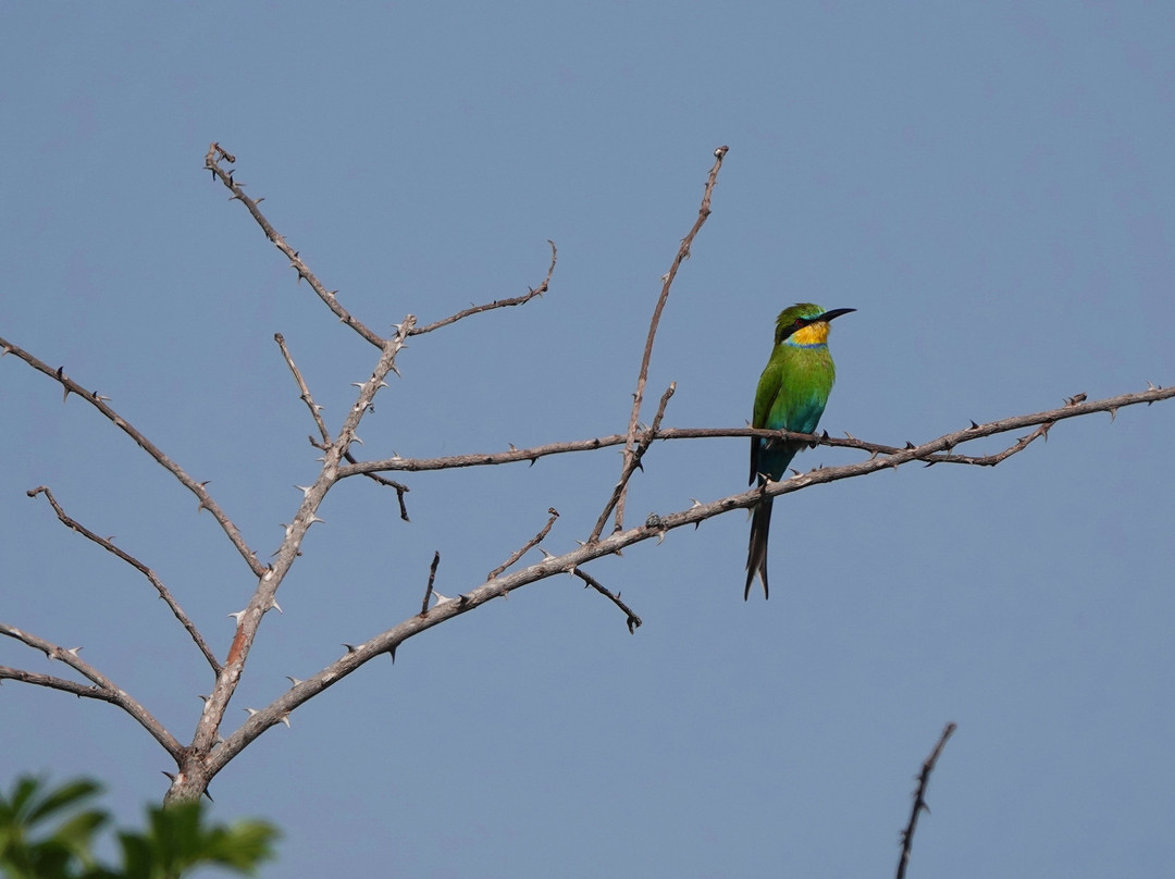 Gambia Birding Tours景点图片