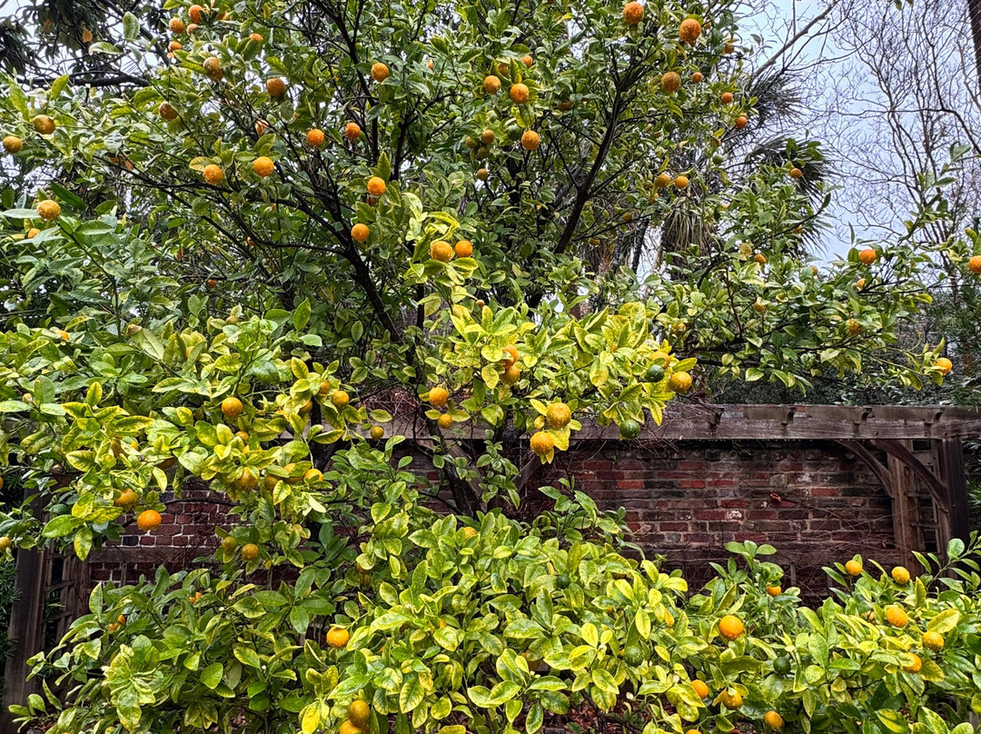 Heyward-Washington House-查尔斯顿必去景点