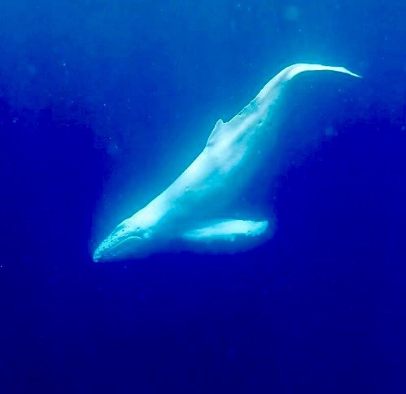 Majestic Whale Encounters景点图片