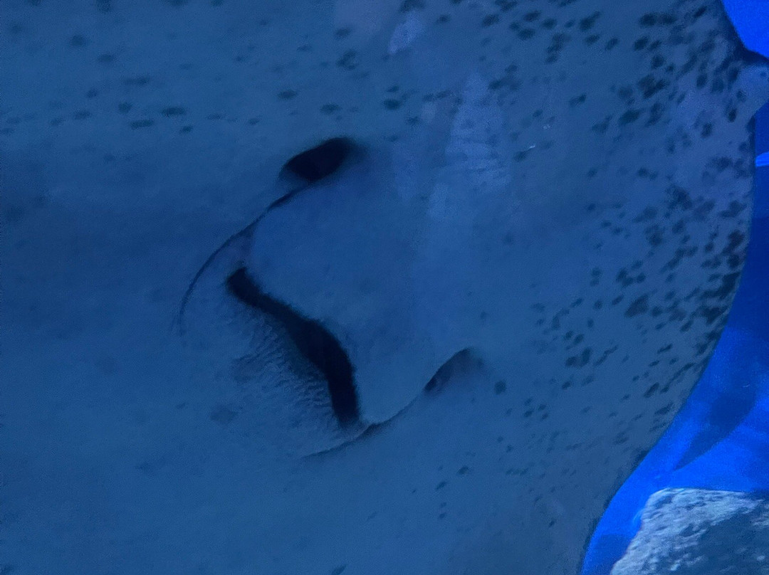 AQWA The Aquarium Of Western Australia-拉瑞斯必去景点