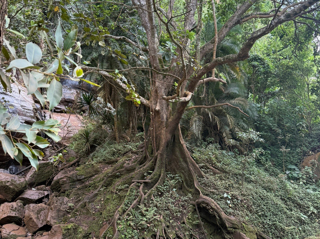 Shambaa Eco Tours-卢绍托必去景点