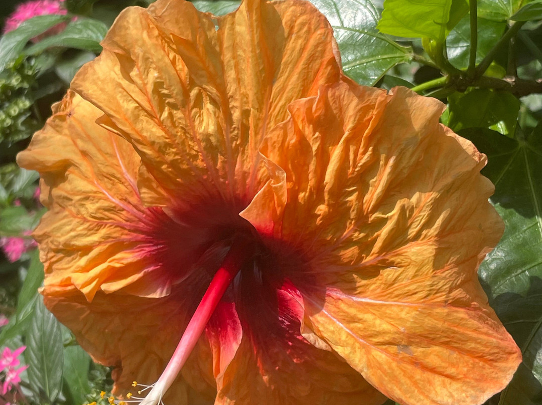 Zoologico de Cali-卡利必去景点