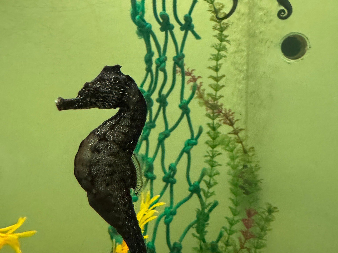 Seahorse World-Beauty Point必去景点