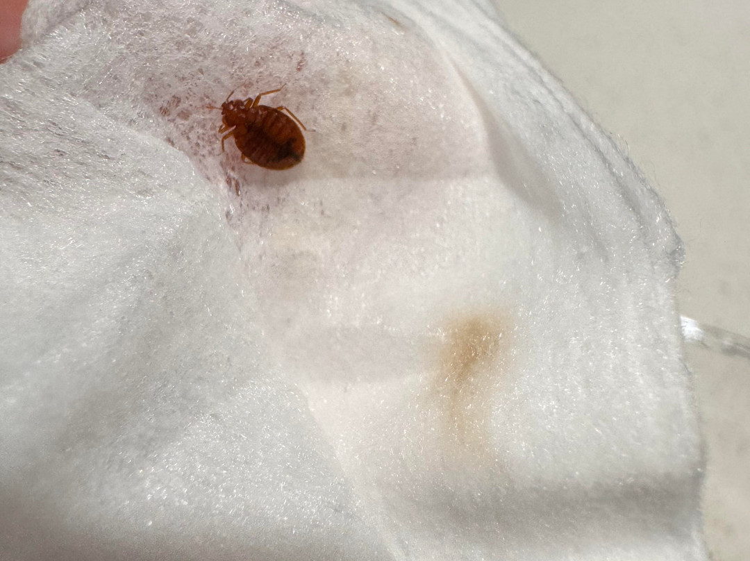 Springhill Suites by Marriott Chattanooga South/Ringgold, GA主图