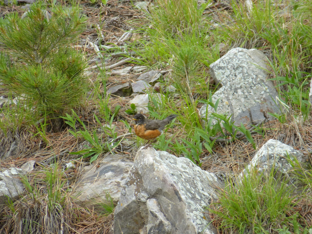 Wildlife Loop Road-卡斯特必去景点
