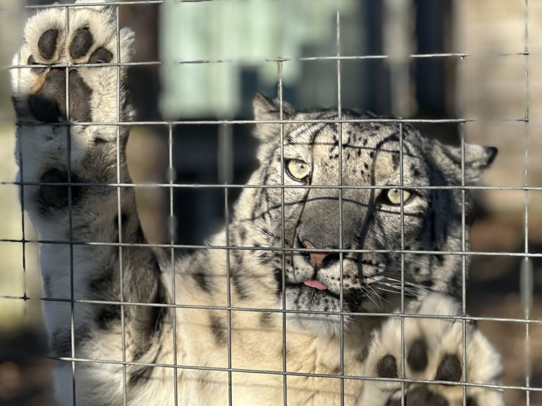Highland Wildlife Park景点图片