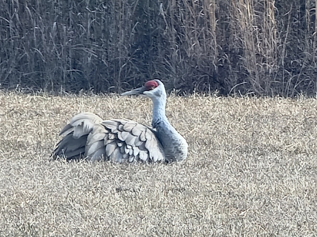 Mississippi Sandhill Crane National Wildlife Refuge景点图片
