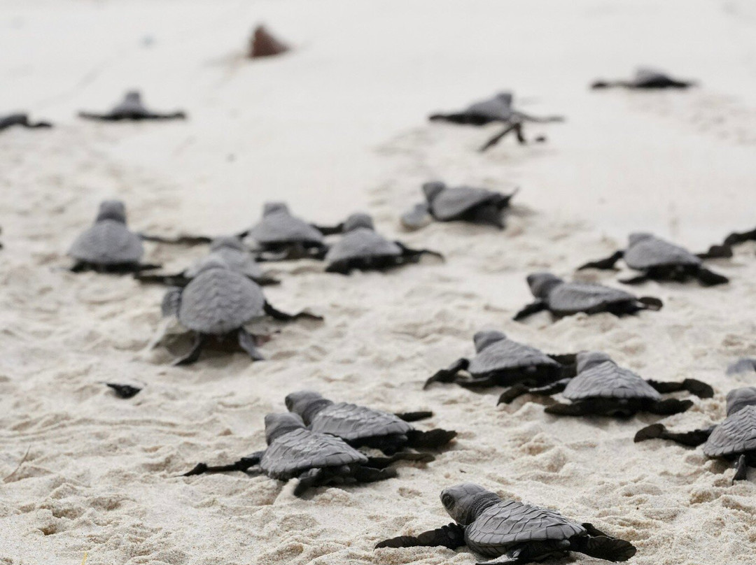 Club Agutaya Resort主图