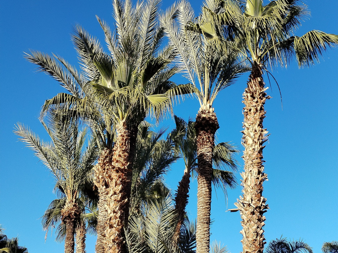 Golf Club Palmeraie-马拉喀什必去景点