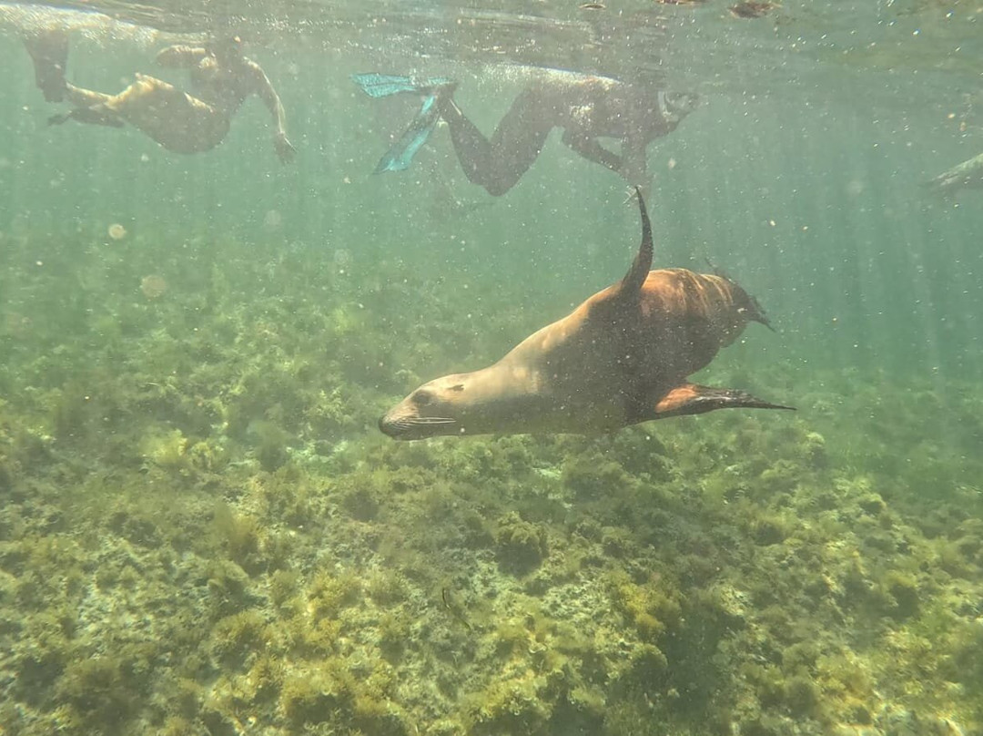 Lobster Shack Sea Lion Tour景点图片