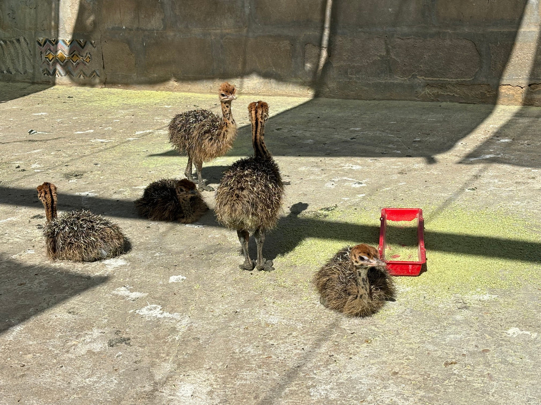 Highgate Ostrich Show Farm-奥兹洪必去景点