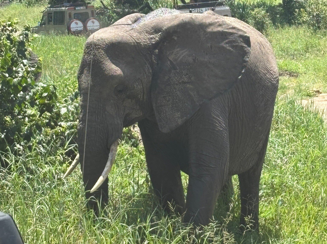 Zanbest Tours and Safaris-Sinoni必去景点