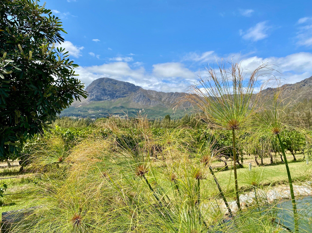 Holden Manz Wine Estate-法兰舒克必去景点