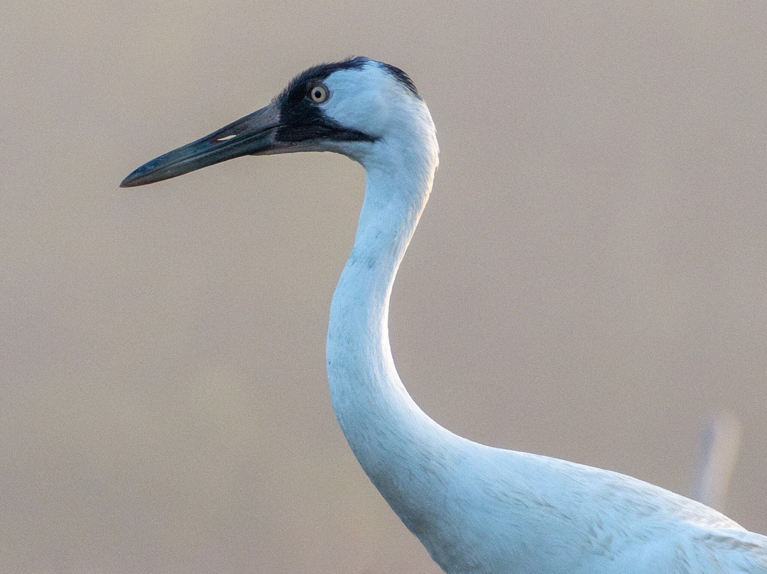 Aransas Bay Birding Charters-罗克波特必去景点
