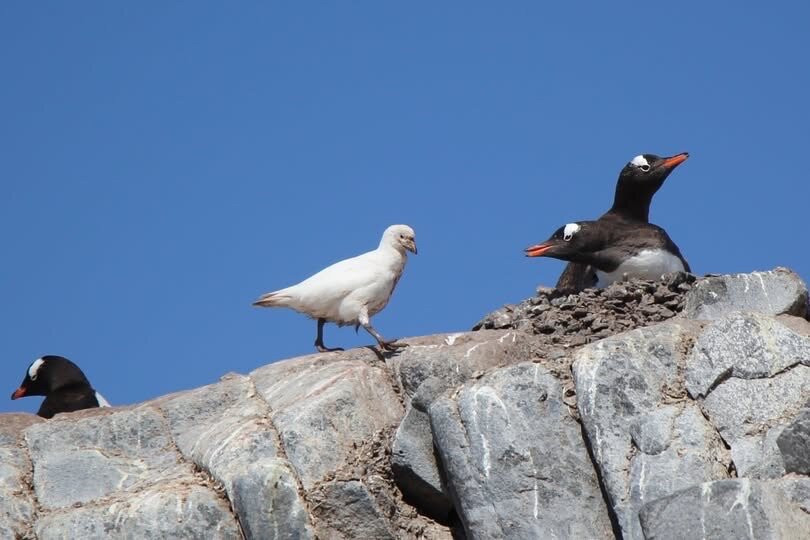 Gonzalez Videla Research Base-Paradise Harbour必去景点