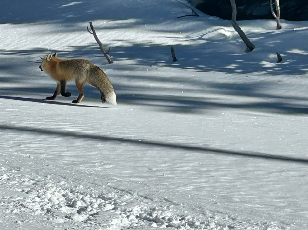 Old Faithful Snowmobile Tours - Day Tours-杰克逊必去景点