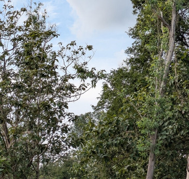 Minneriya Wild Jeep Safari-丹布拉必去景点