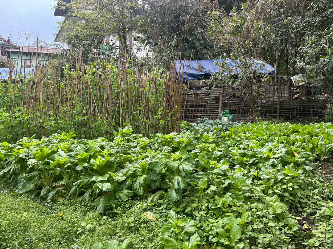 Limboo Homestay主图