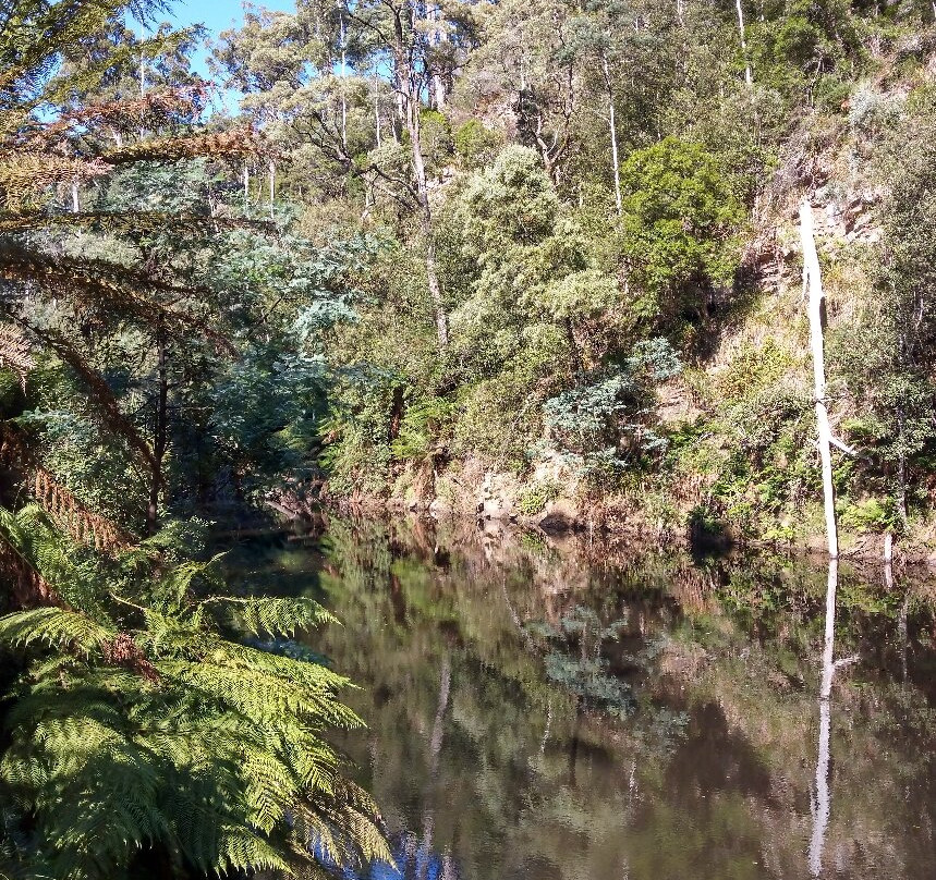Fern Glade Reserve-伯尼必去景点