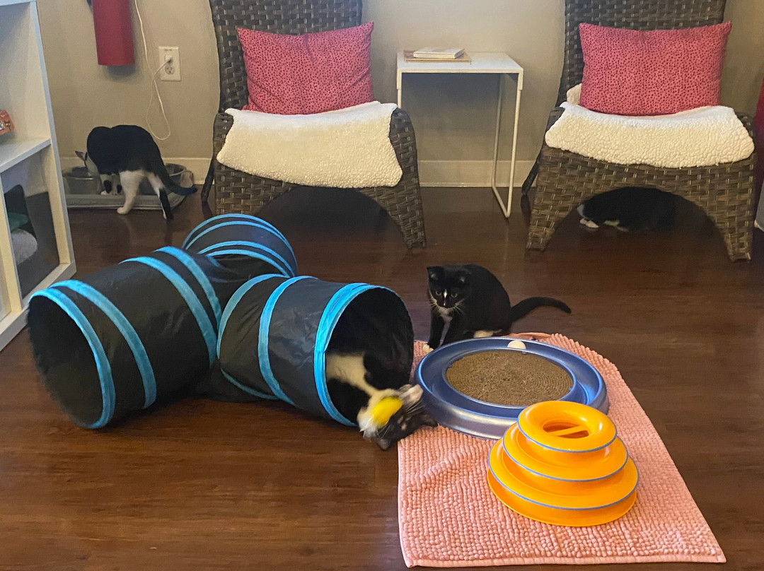 Cat Tales Cat Cafe-教堂山必去景点