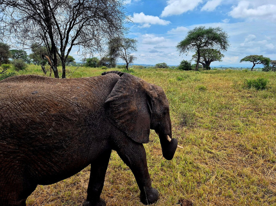 Vic Consult Tours & Safaris-姆万扎必去景点