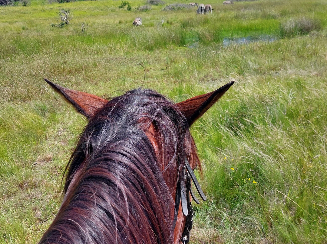 Bhangazi Horse Safaris-圣露西亚必去景点