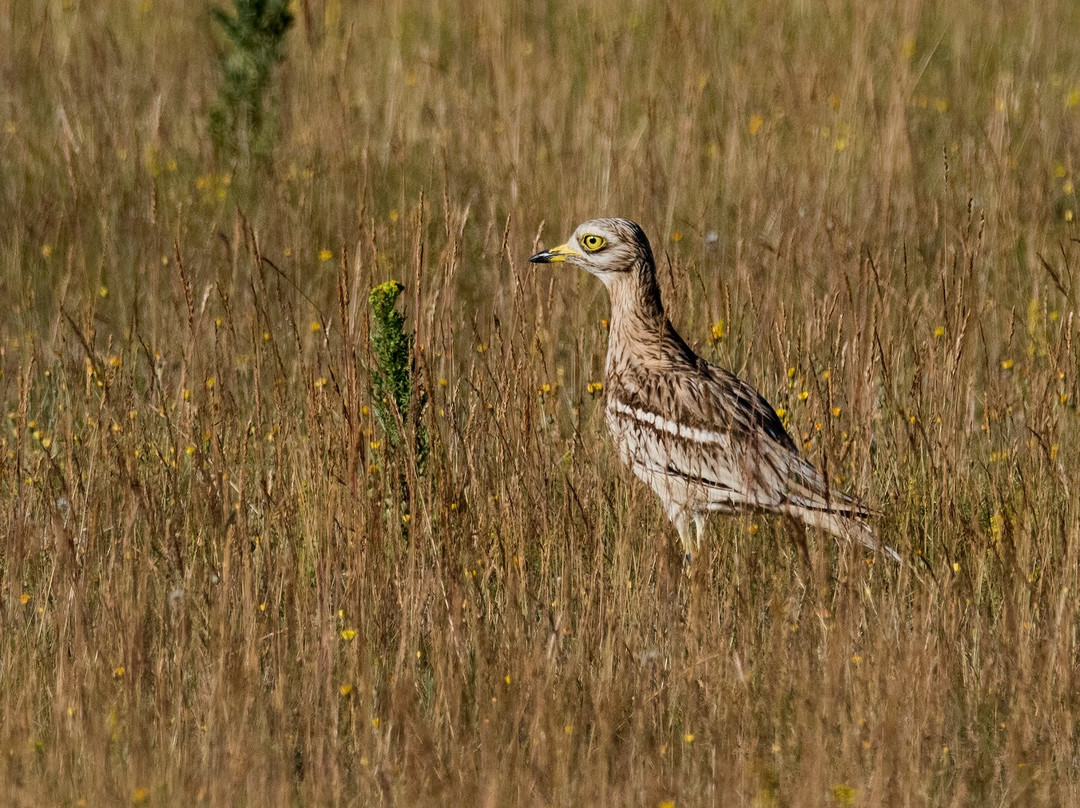 Weeting Heath Nature Reserve - Norfolk Wildlife Trust景点图片