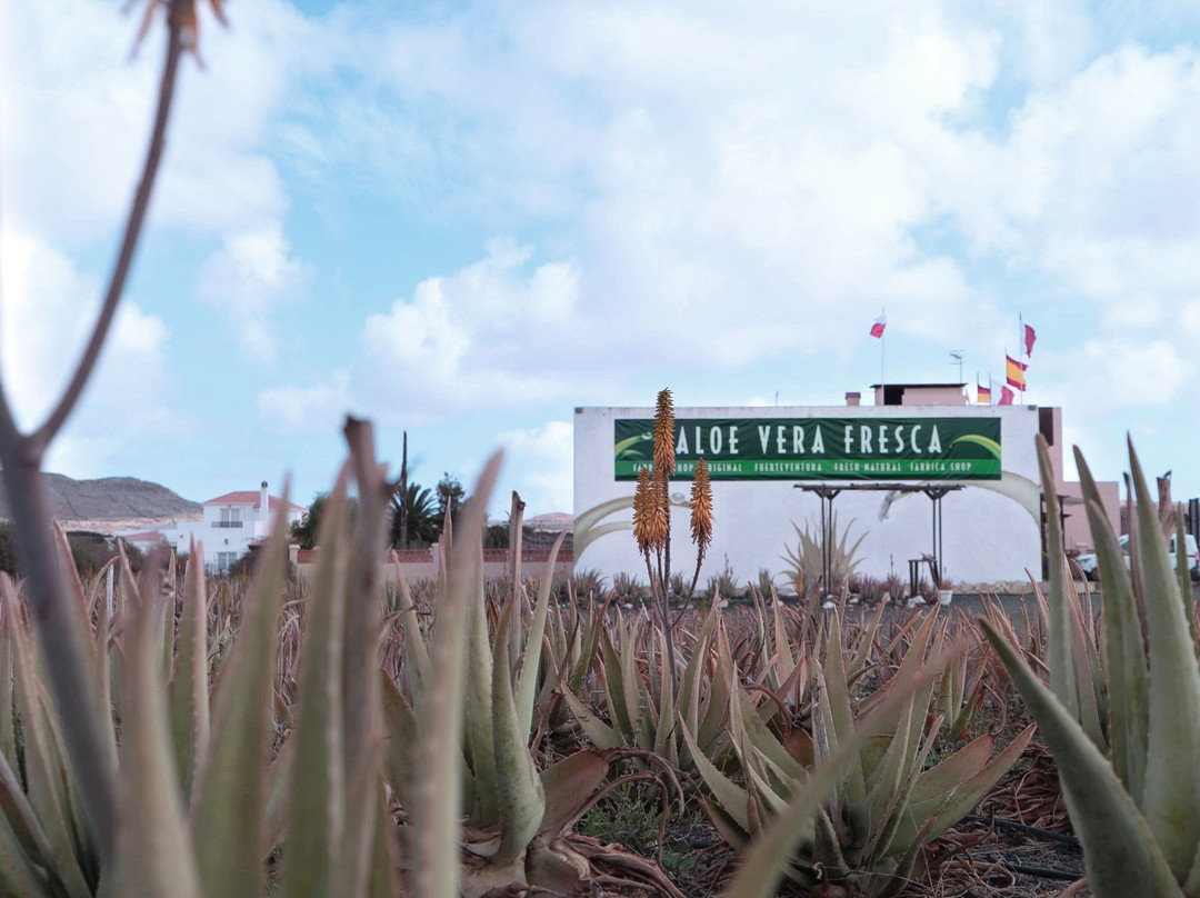 Aloe Vera museum景点图片