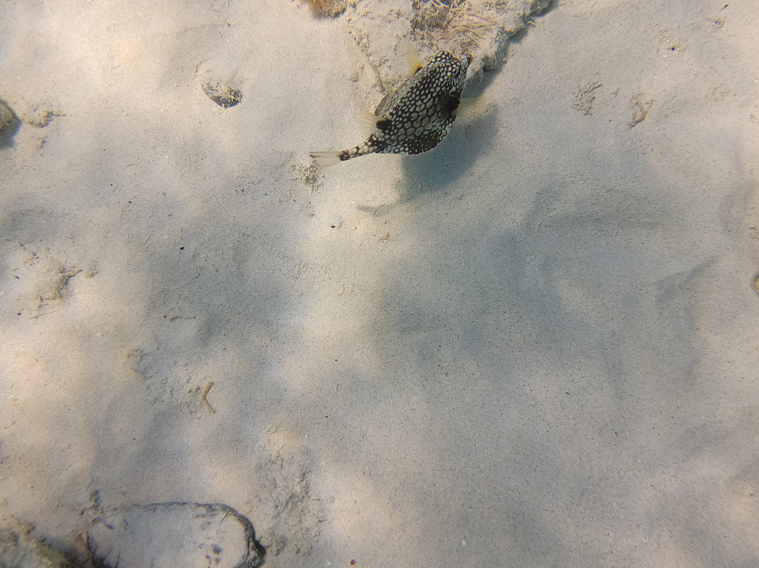 Cwori Dive Center-Smith Bay必去景点