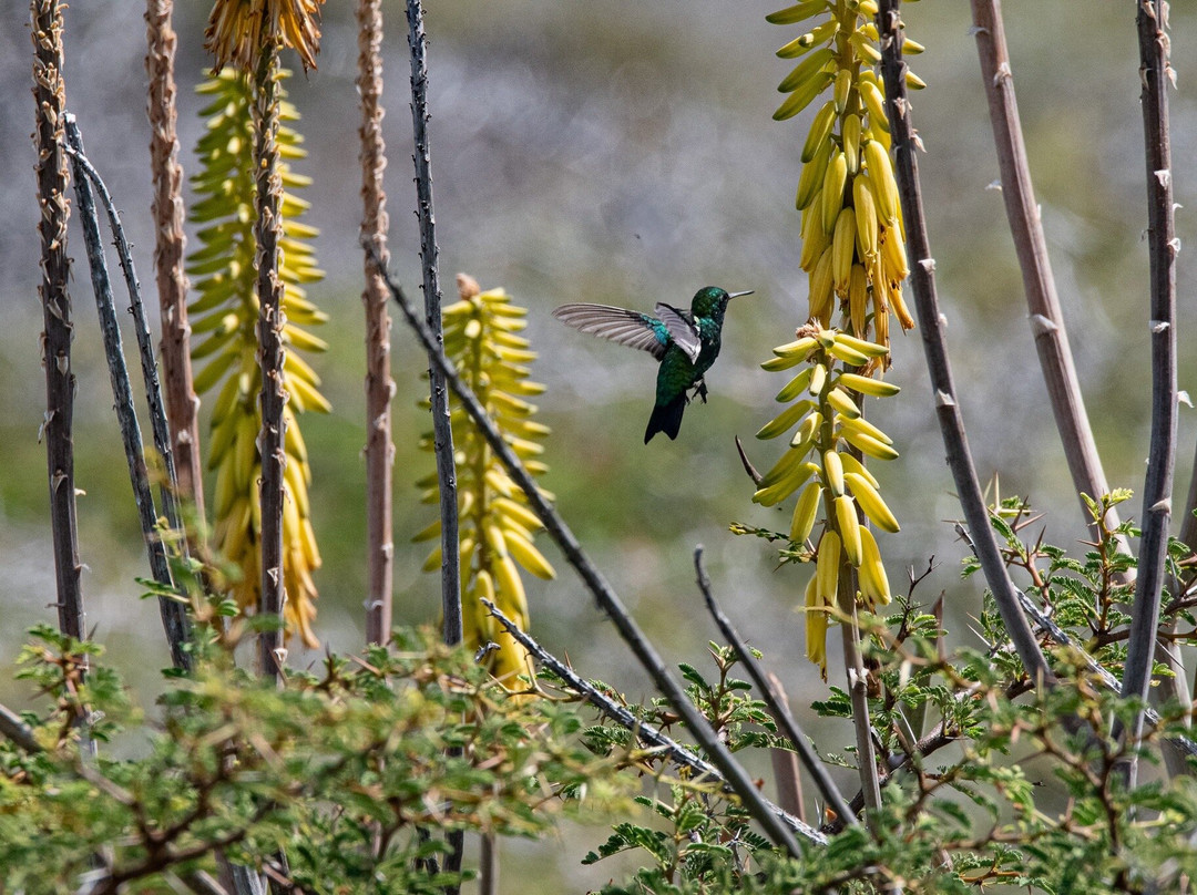 Watamula Hole-Sabana Westpunt必去景点