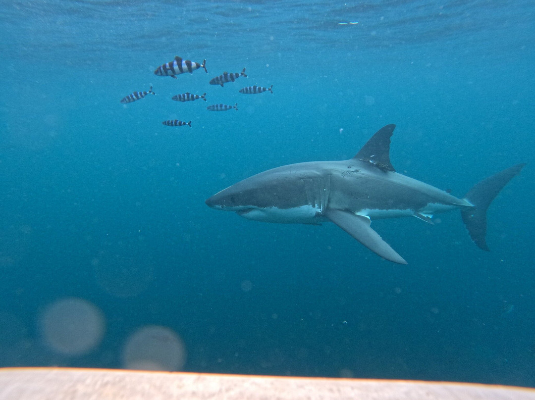Shark Experience-布拉夫必去景点