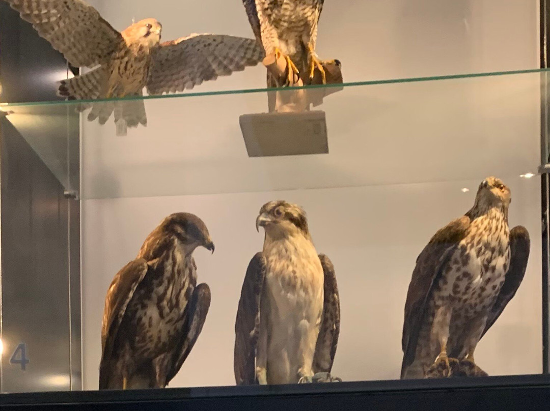 Natuurmuseum Brabant景点图片