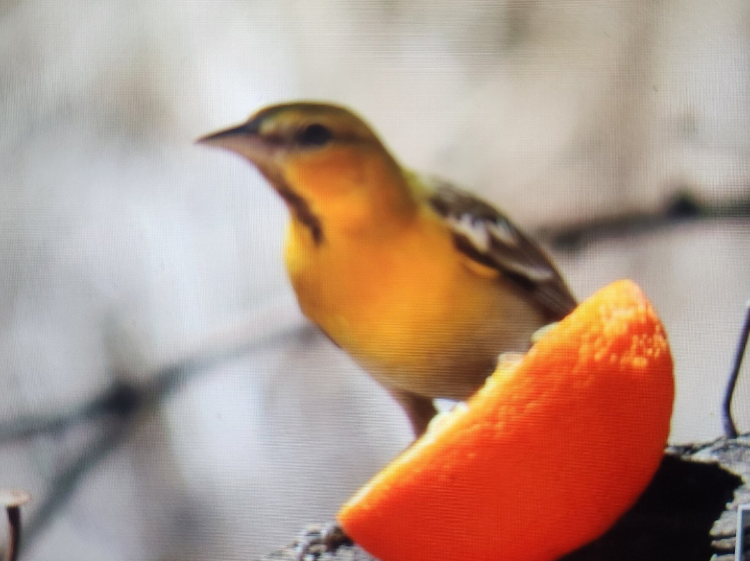Ash Canyon Bird Sanctuary-Hereford必去景点