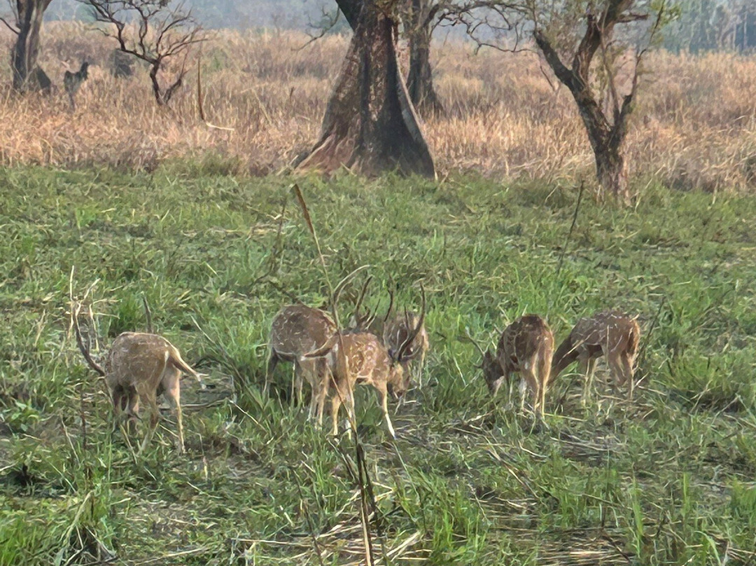 Chitwan Jungle Safari-奇旺国家公国必去景点