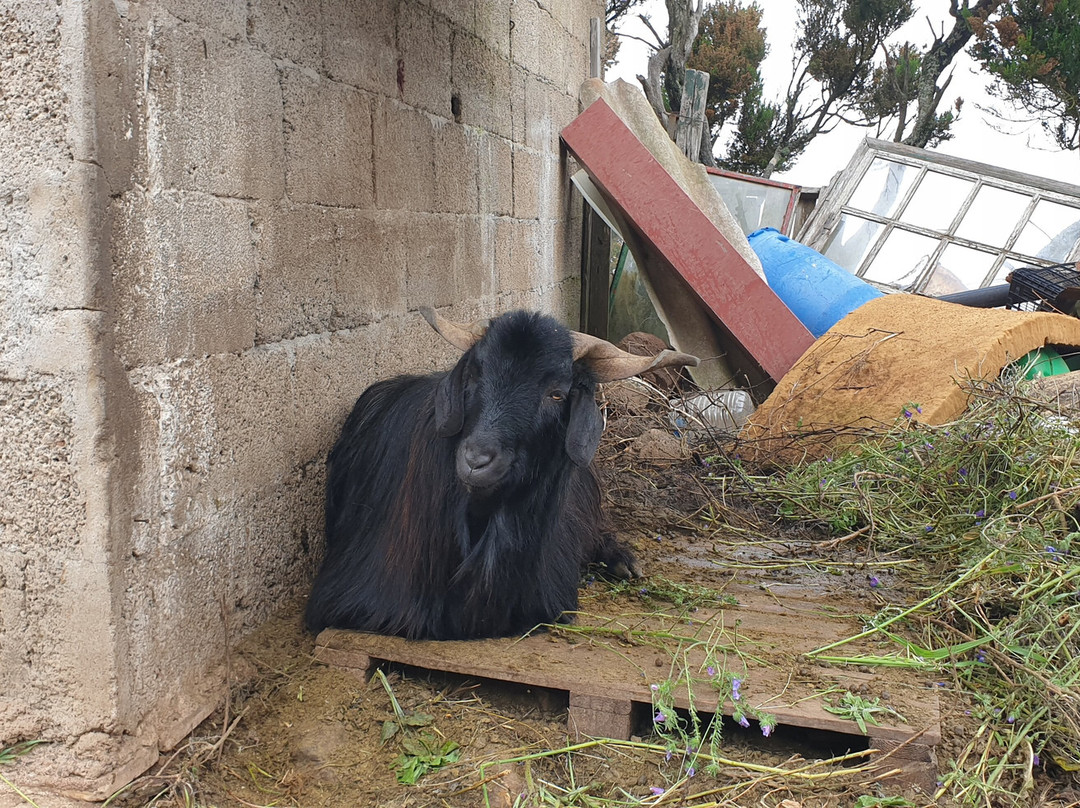 Sergio Walking Tours-特纳里夫必去景点