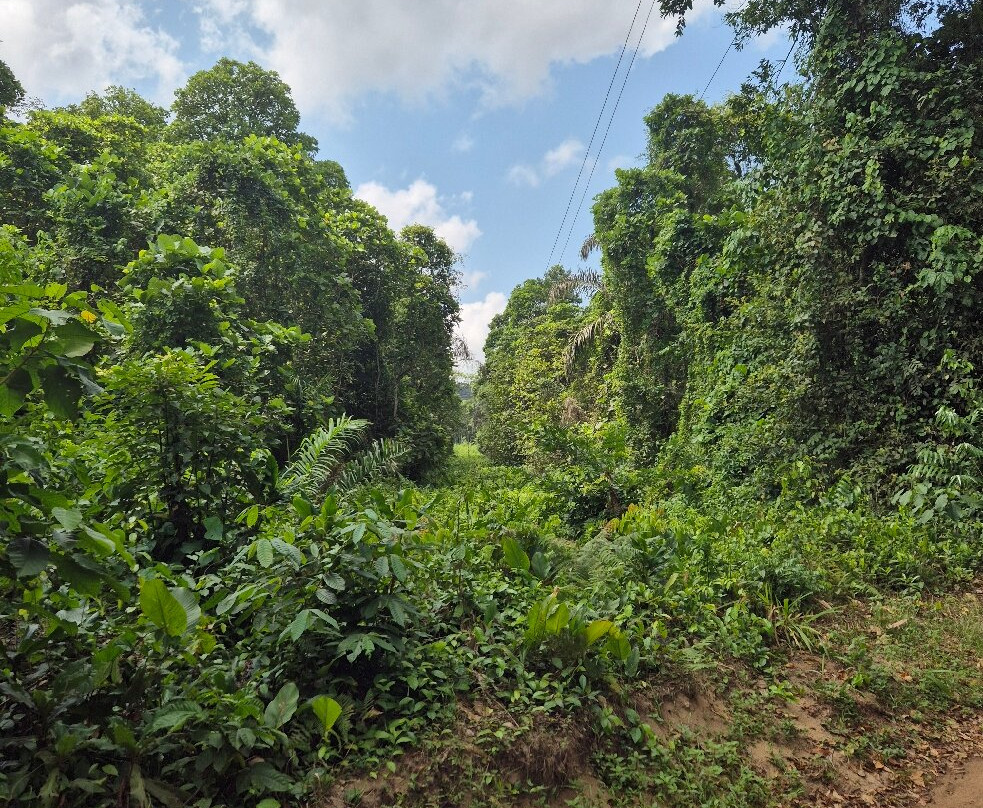 Association Afric Art-阿比让必去景点