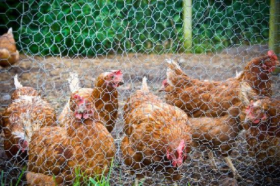 Willow Bridge Farm Guest House主图